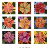 Key West Hibiscus Composite